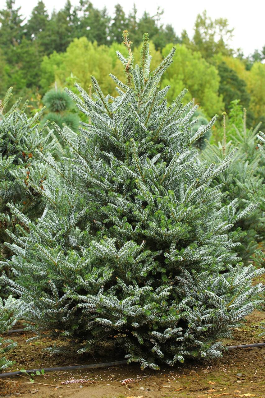 Abies koreana Horstmann's Silberlocke evergreen conifer white 