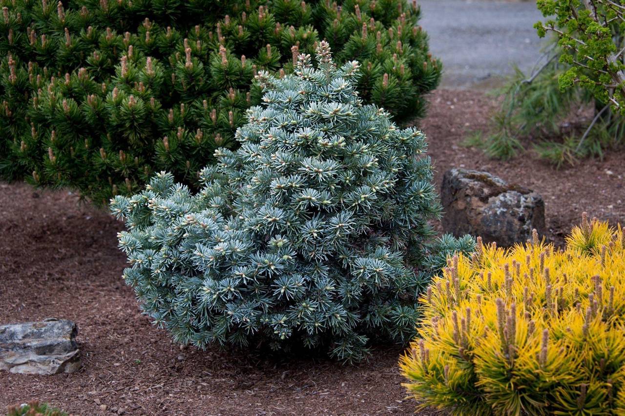 Abies lasiocarpa Prickly Pete conifers blue evergreen