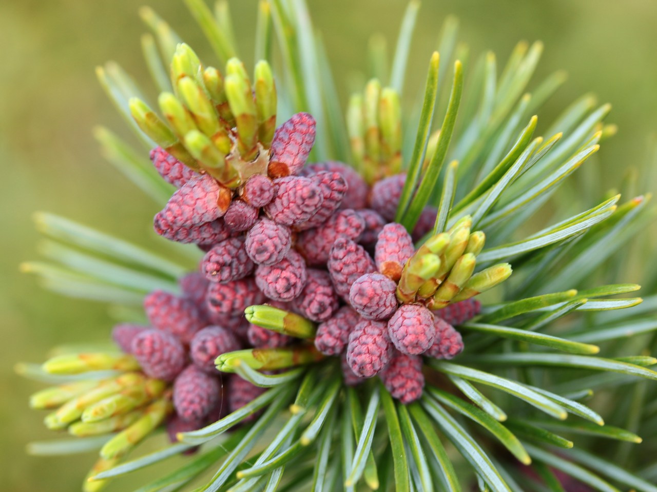 Pinus parviflora Aoi evergreen conifer structural blue silver