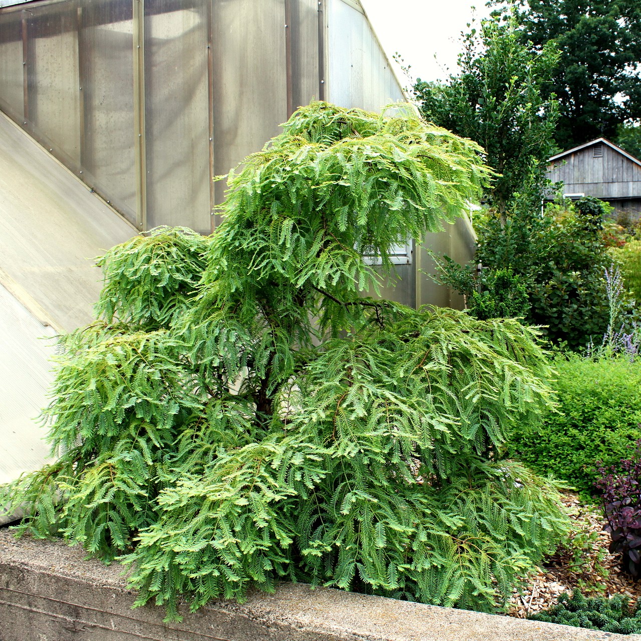 Metasequoia glyptostroboides Miss Grace deciduous conifer weeping green orange