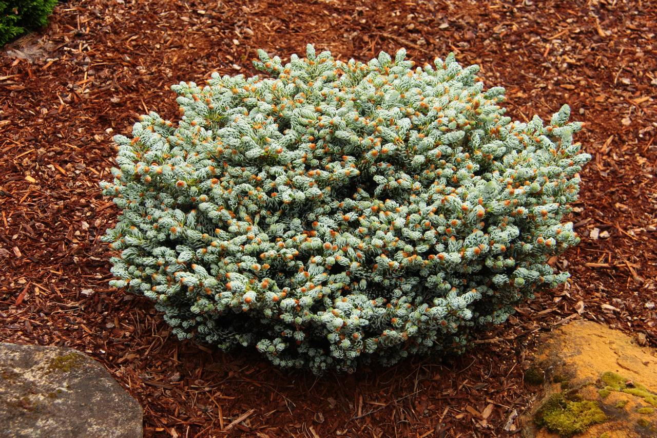 Abies koreana Kohout's Ice Breaker conifer evergreen white