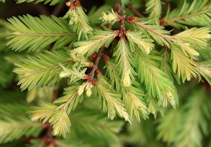 Metasequoia glyptostroboides Schirrmann's Nordlicht deciduous conifer globose yellow