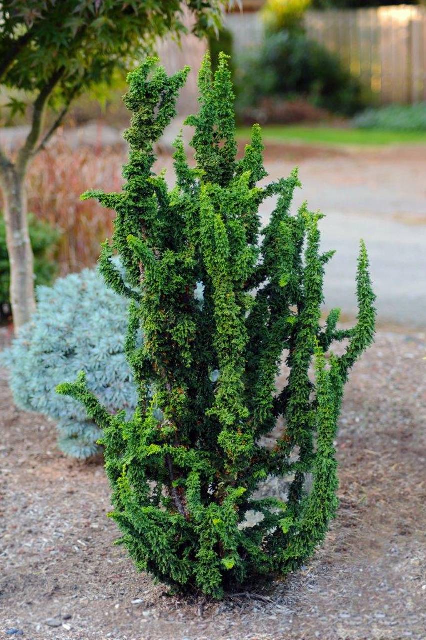 Chamaecyparis obtusa Chirimen conifer green needles structural