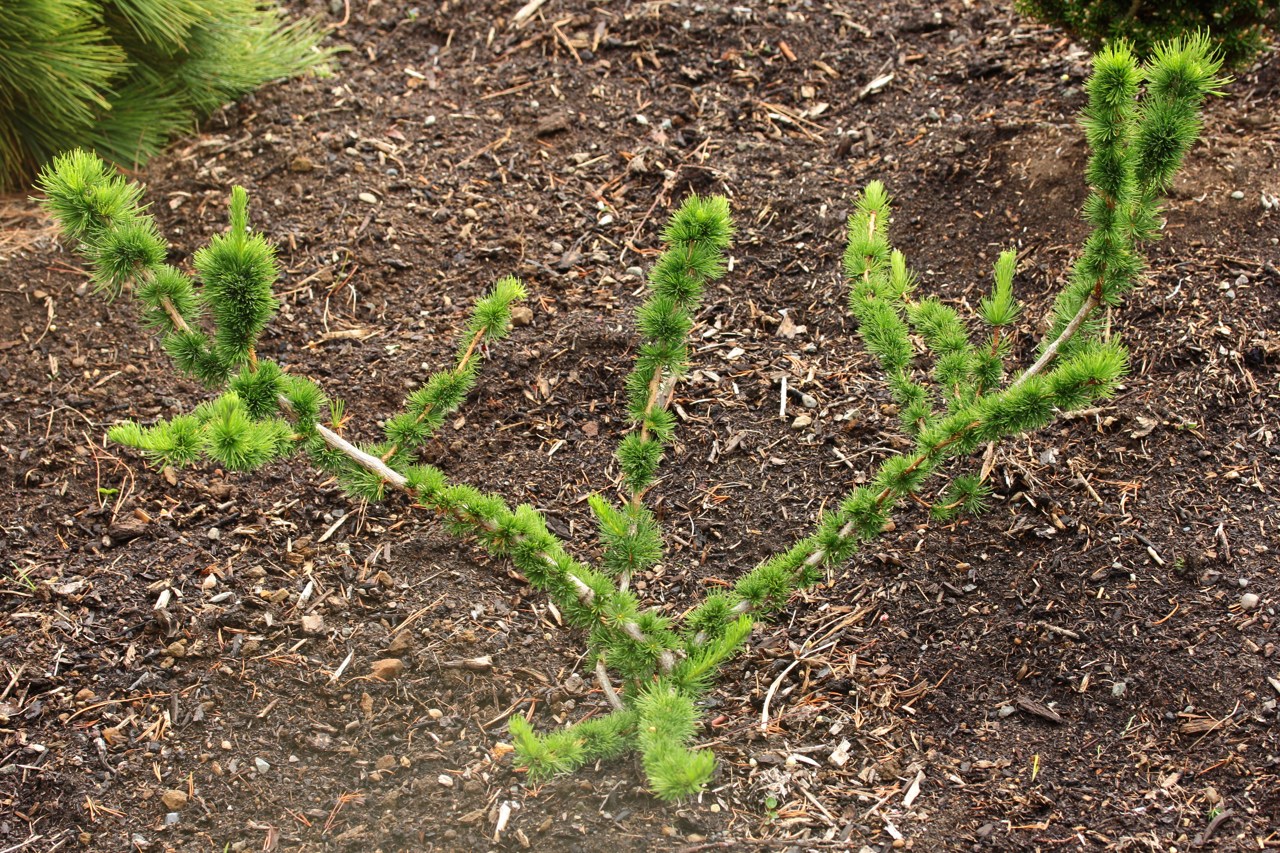 Larix decidua Krejči deciduous conifer branching structure twist