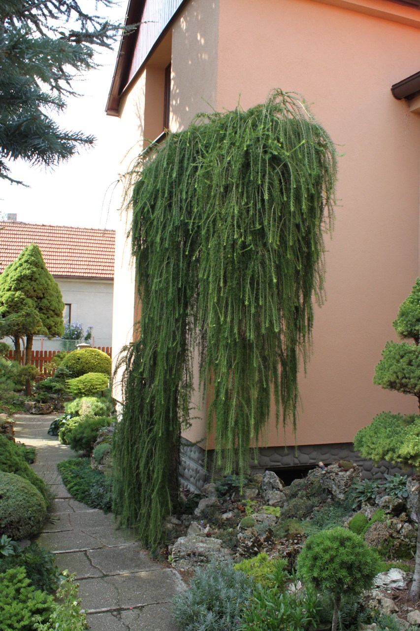 Larix decidua Puli deciduous conifer weeping green yellow mounding