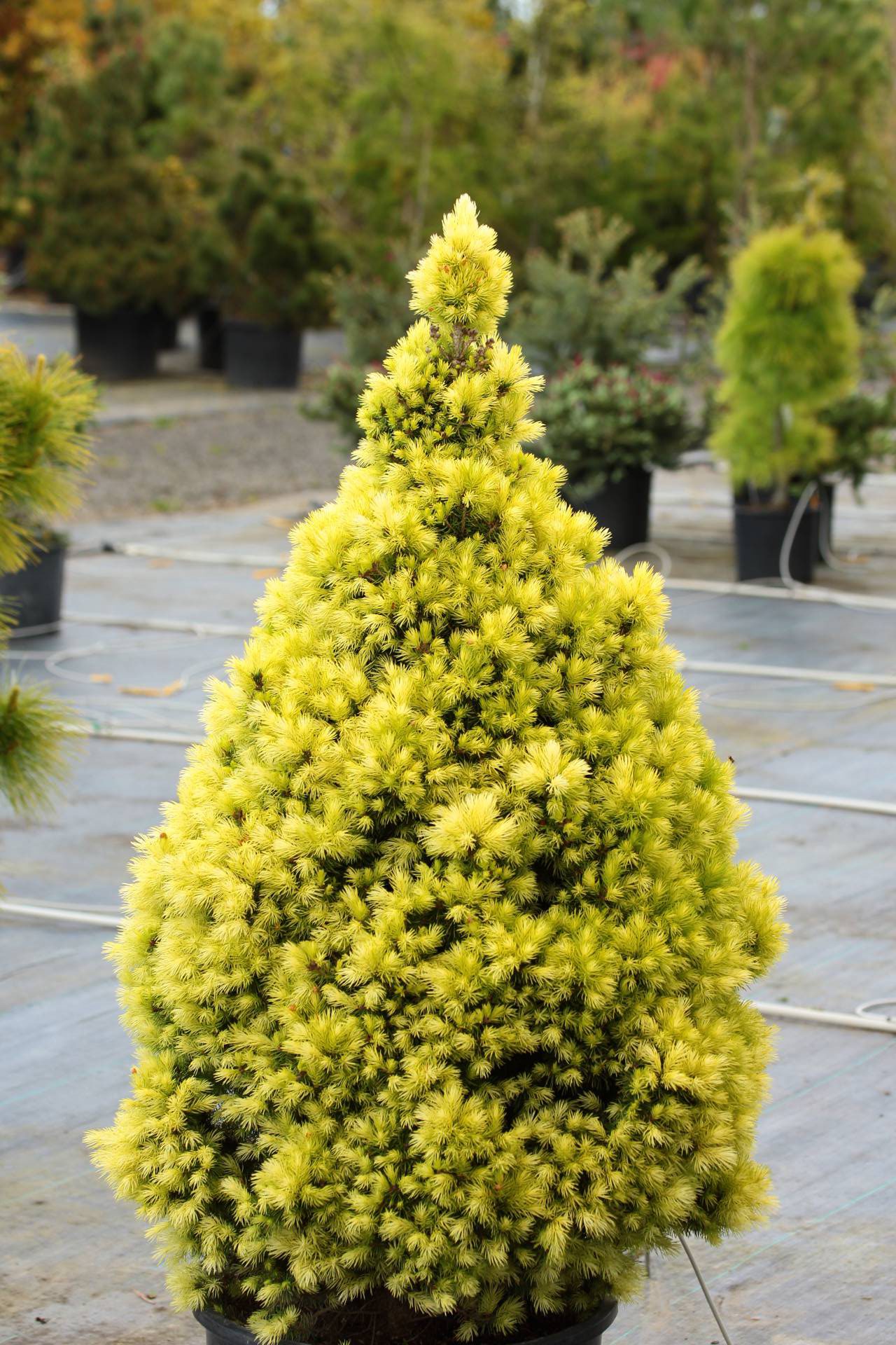 Picea glauca Daisy White conifer cone white green 