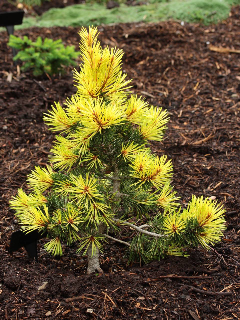 Pinus contorta var. latifolia Taylor's Sunburst conifer evergreen yellow conical