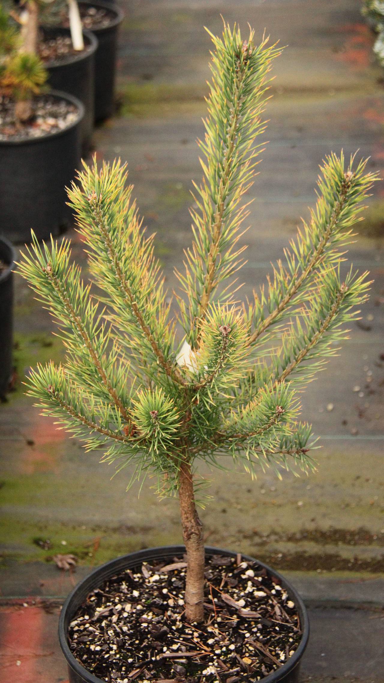 Pinus sylvestris Brentmoor Blonde conifer evergreen yellow