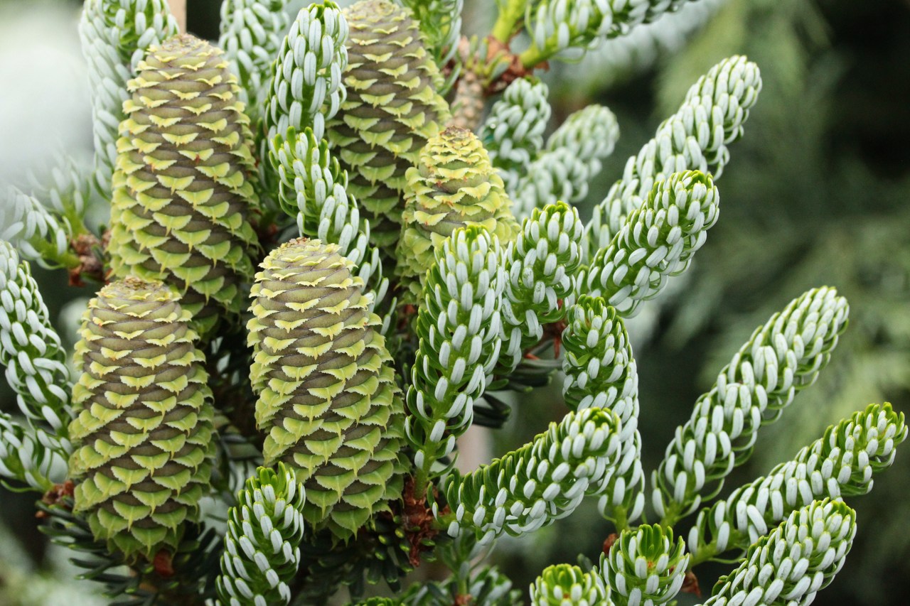 Abies koreana Horstmann's Silberlocke Korean Fir evergreen conifer green white needles cones