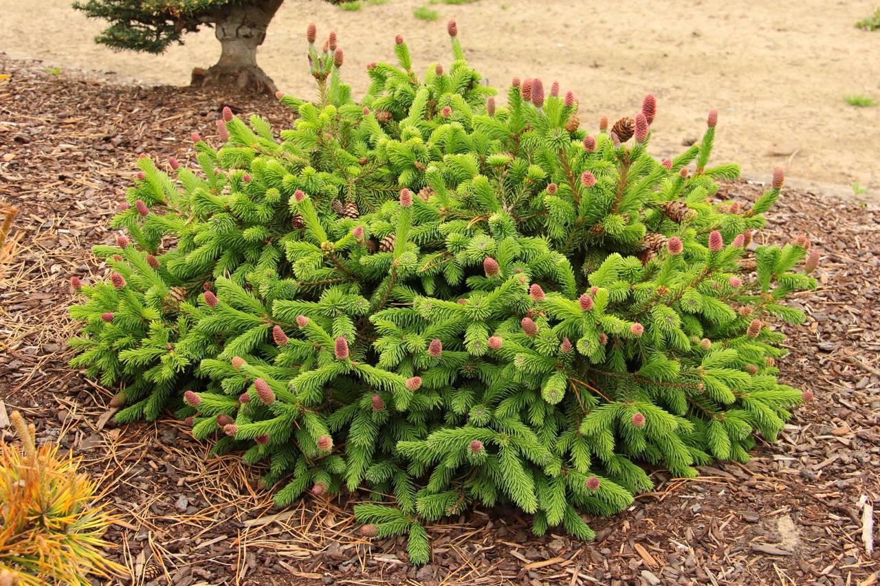 Picea abies Pusch conifer evergreen green