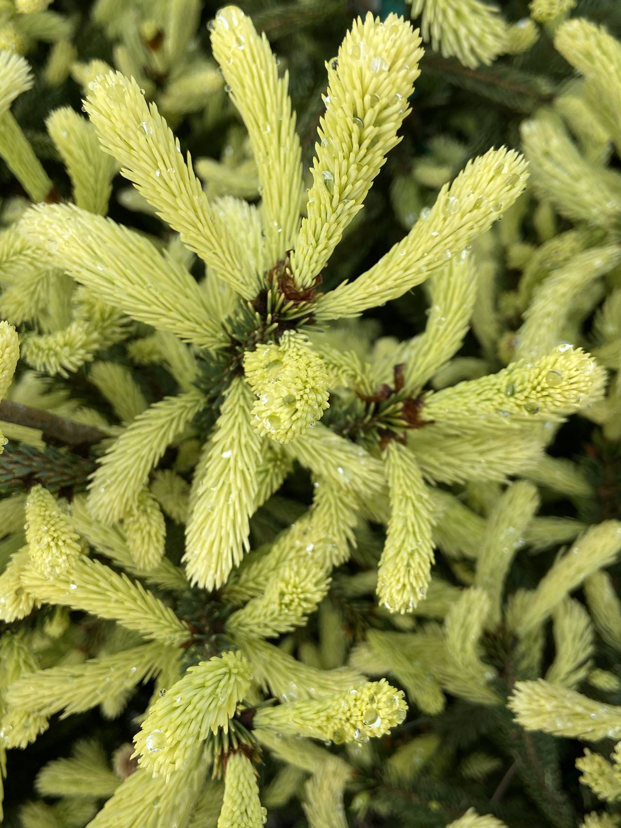 Picea glauca McConnell's Gold conifer evergreen yellow