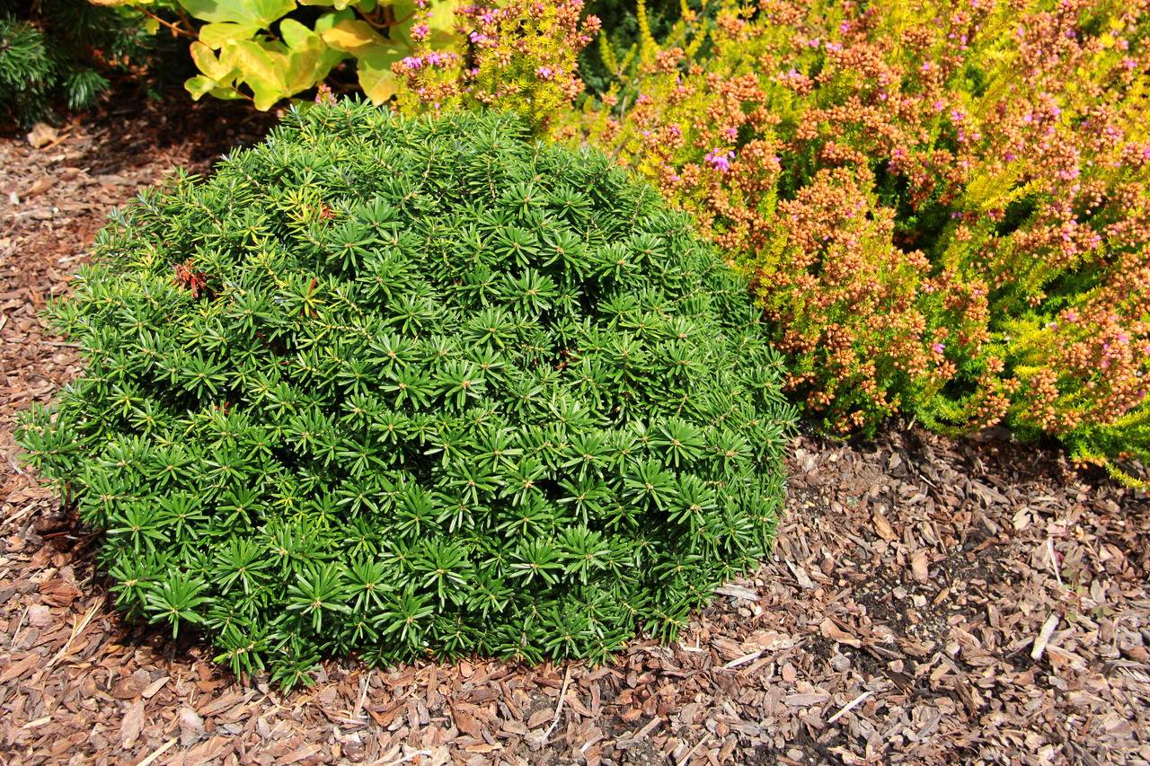 Abies koreana Cis conifers green mounding