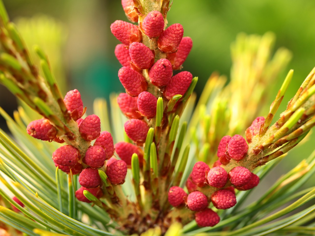 Pinus pumila Blue Lamp Pine evergreen conifer  green needles red pollen cones