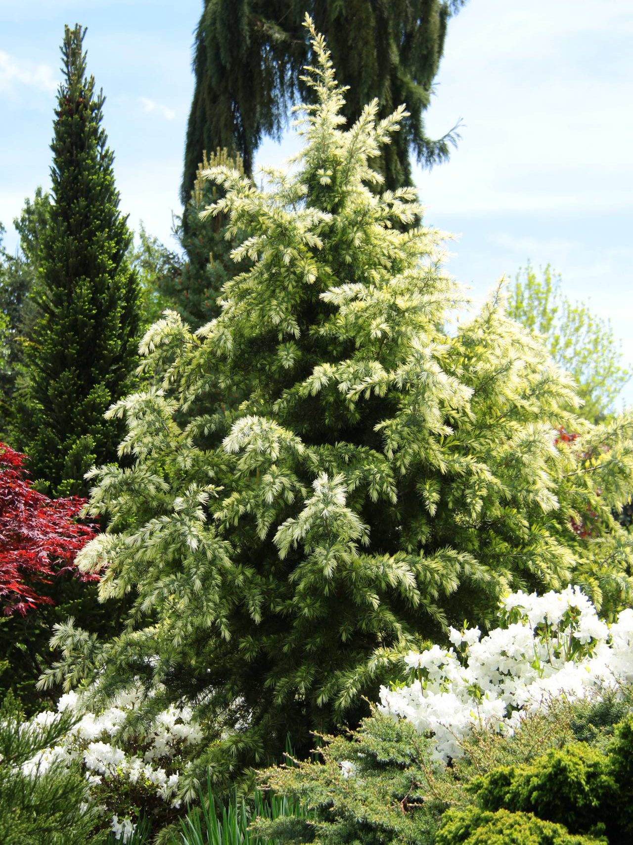 Cedrus deodara Deep Cove conifer evergreen yellow