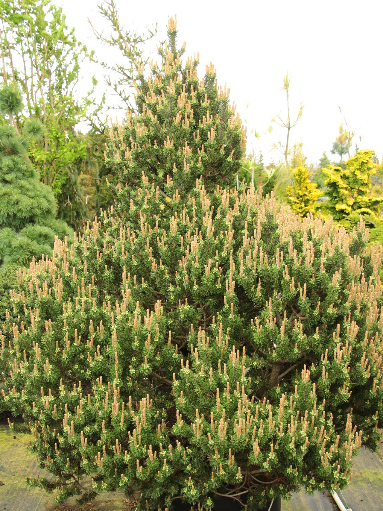Pinus mugo Paul's Dwarf conifer green upright open cone