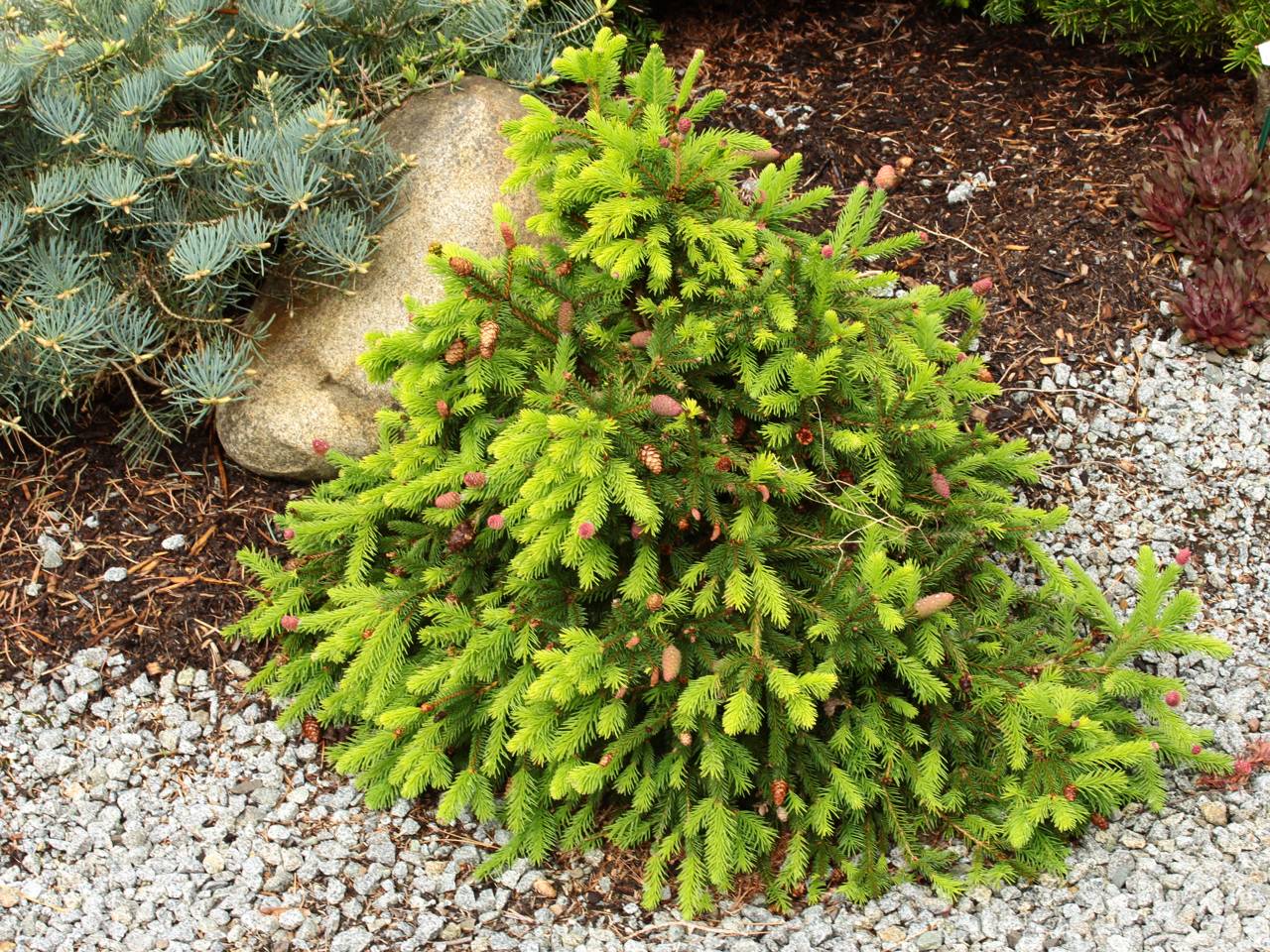 Picea abies Pusch conifer evergreen cones green