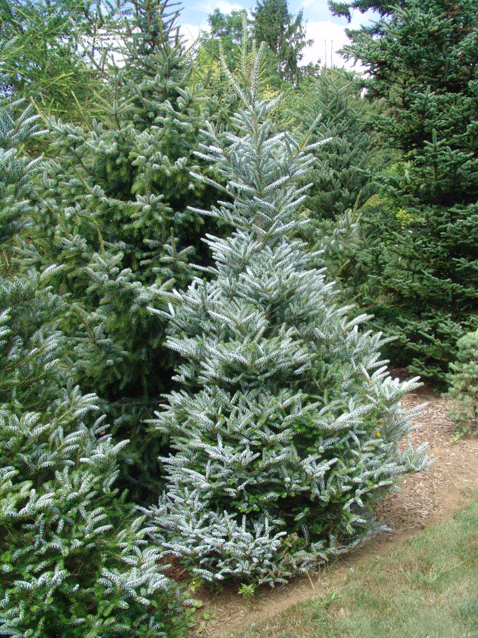 Abies koreana Horstmann's Silberlocke conifer evergreen cones white