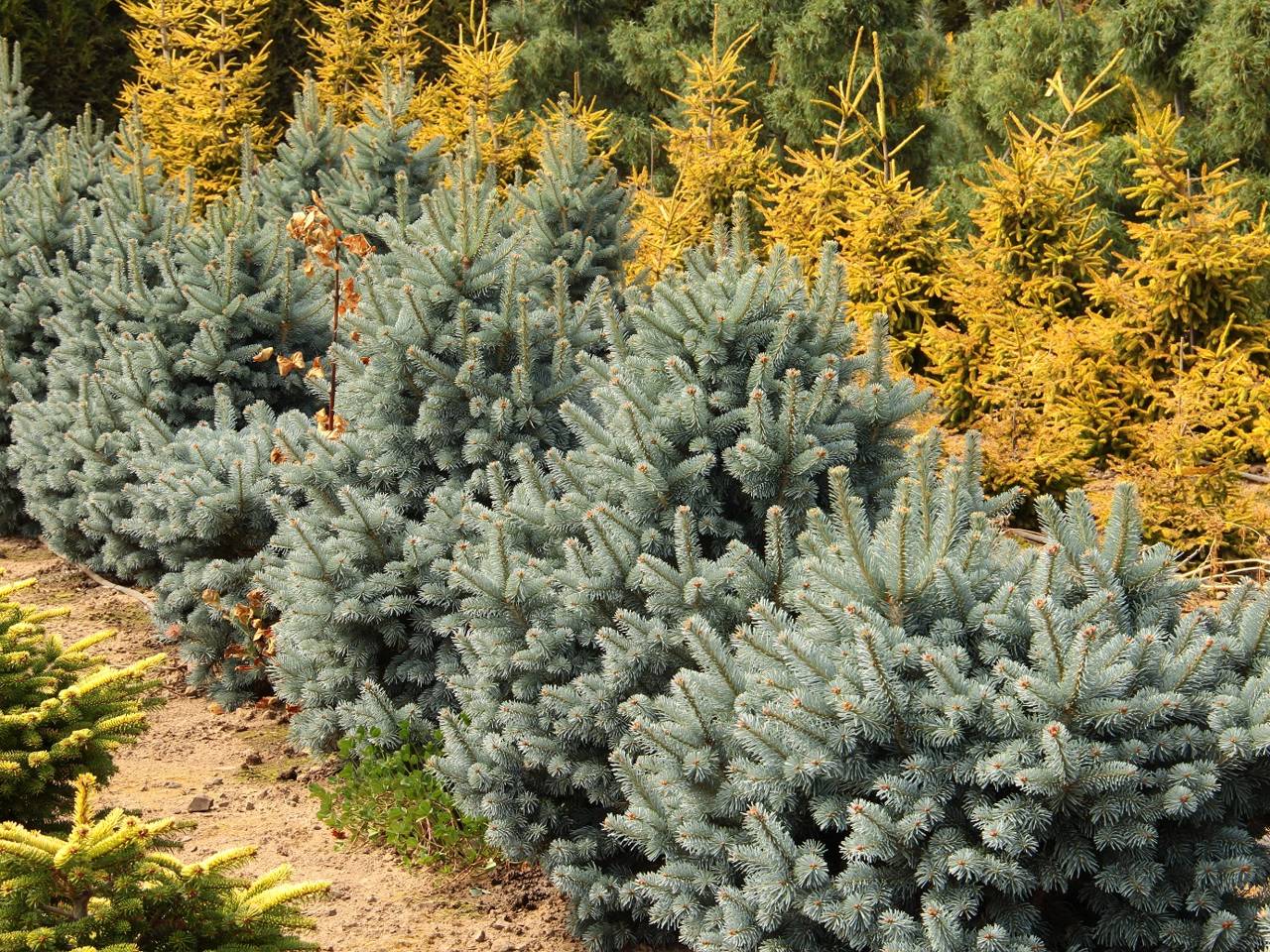 Abies lasiocarpa Glauca Compacta conifer evergreen cones green blue