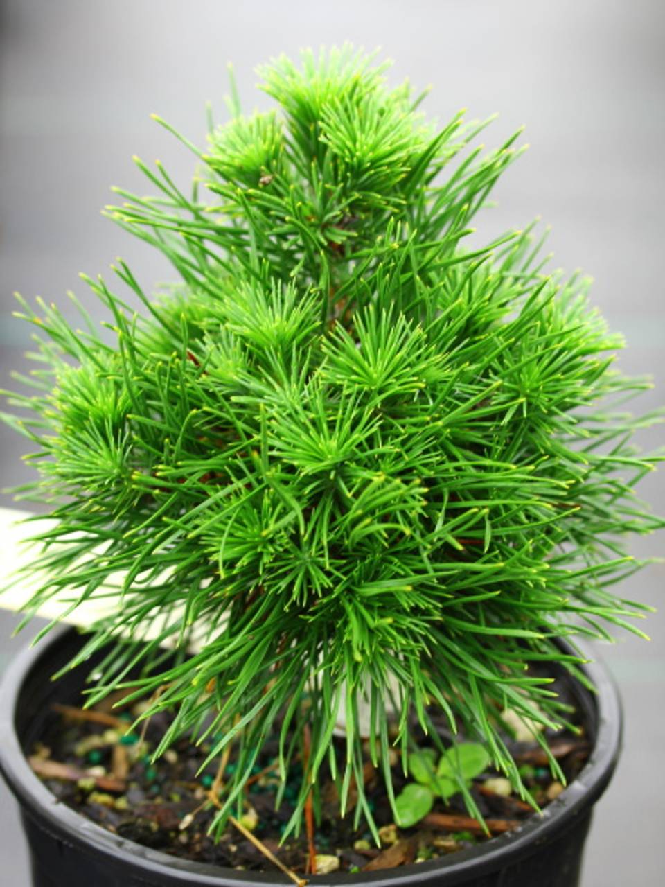 Pinus sylvestris Green Penguin conifer green upright cone