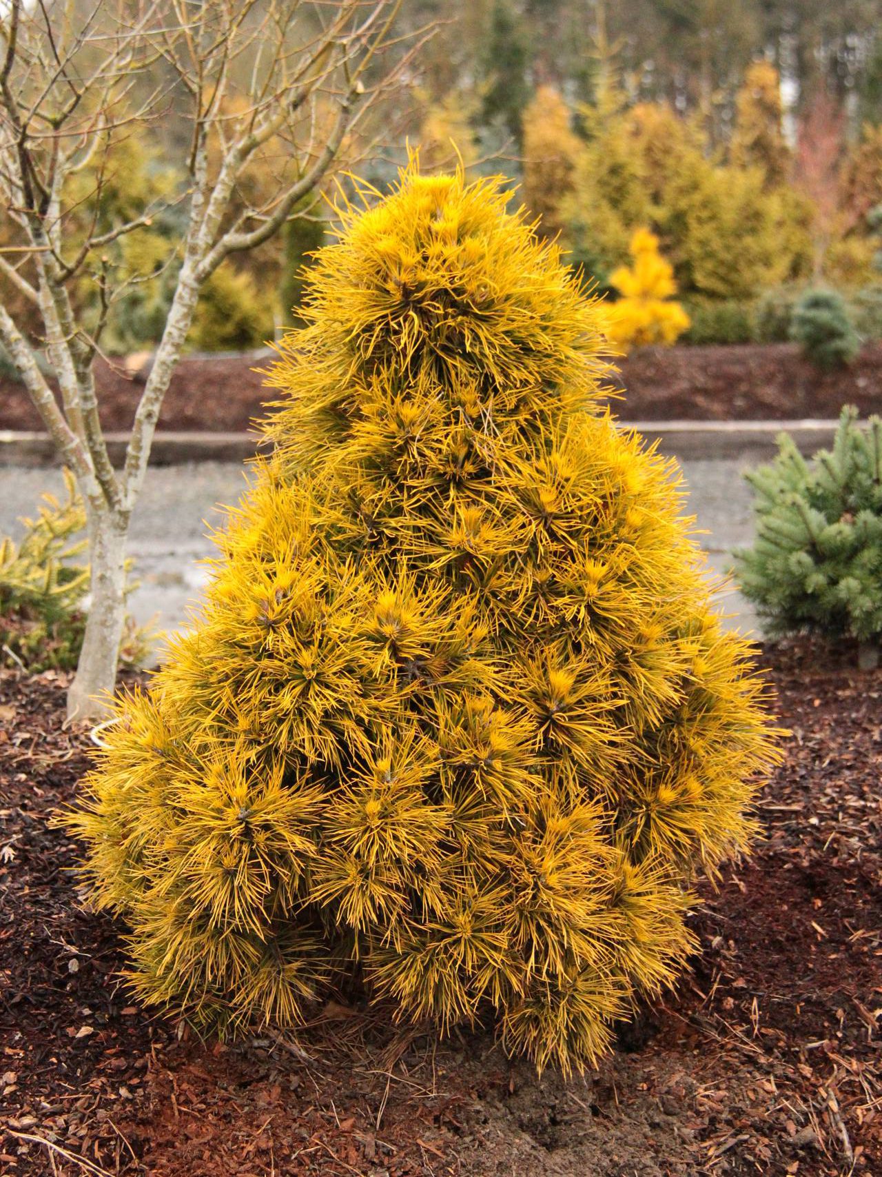Pinus sylvestris Moseri conifer color shaggy yellow gold