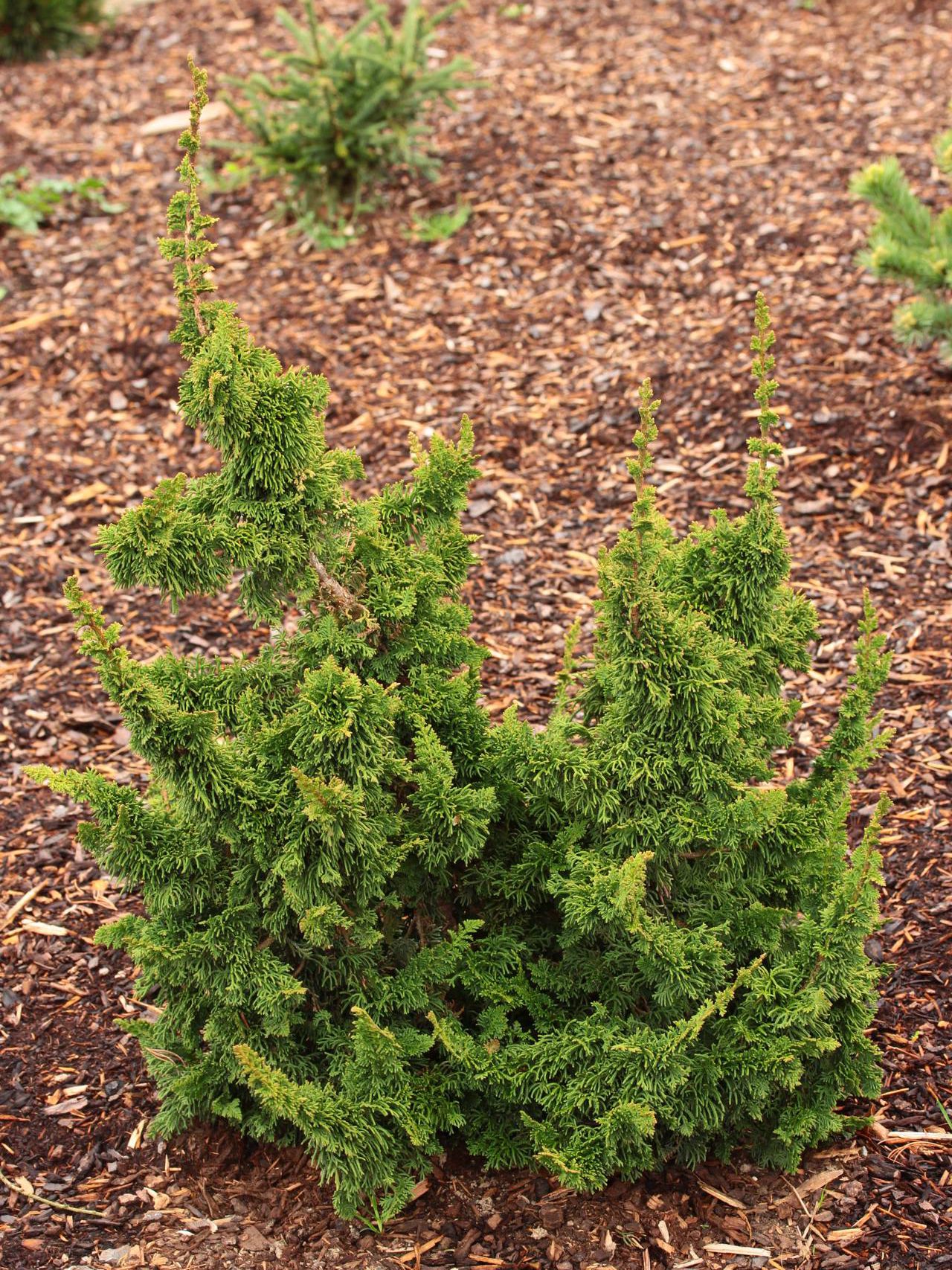 Thuja occidentalis Malonyana Holub conifer green dense