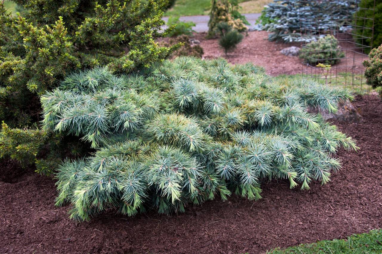 Cedrus libani Hedgehog conifers grey blue mound 