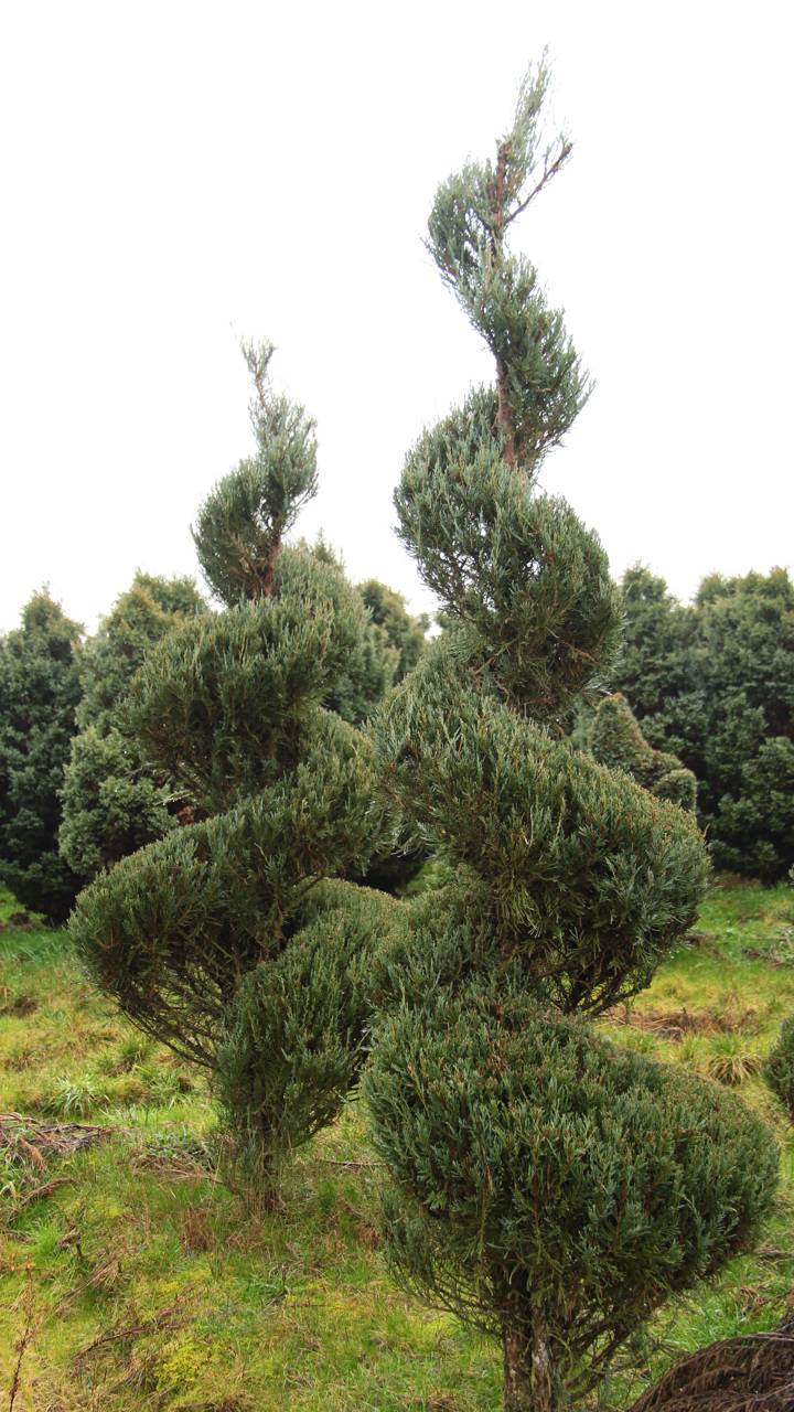 Juniperus scopulorum Skyrocket evergreen conifer pruning shape spiral formal