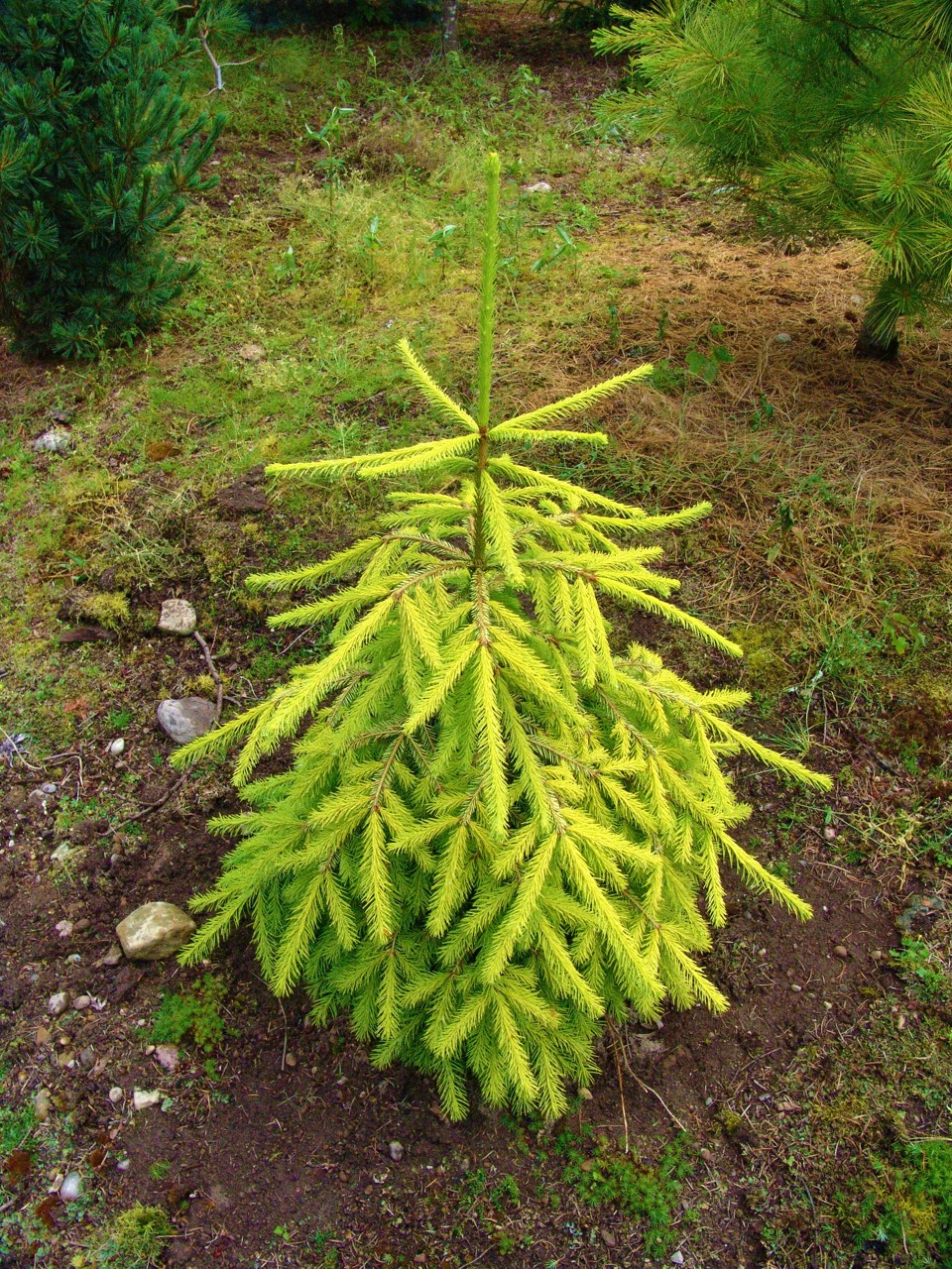 Picea abies Lemon Joy evergreen conifer golden