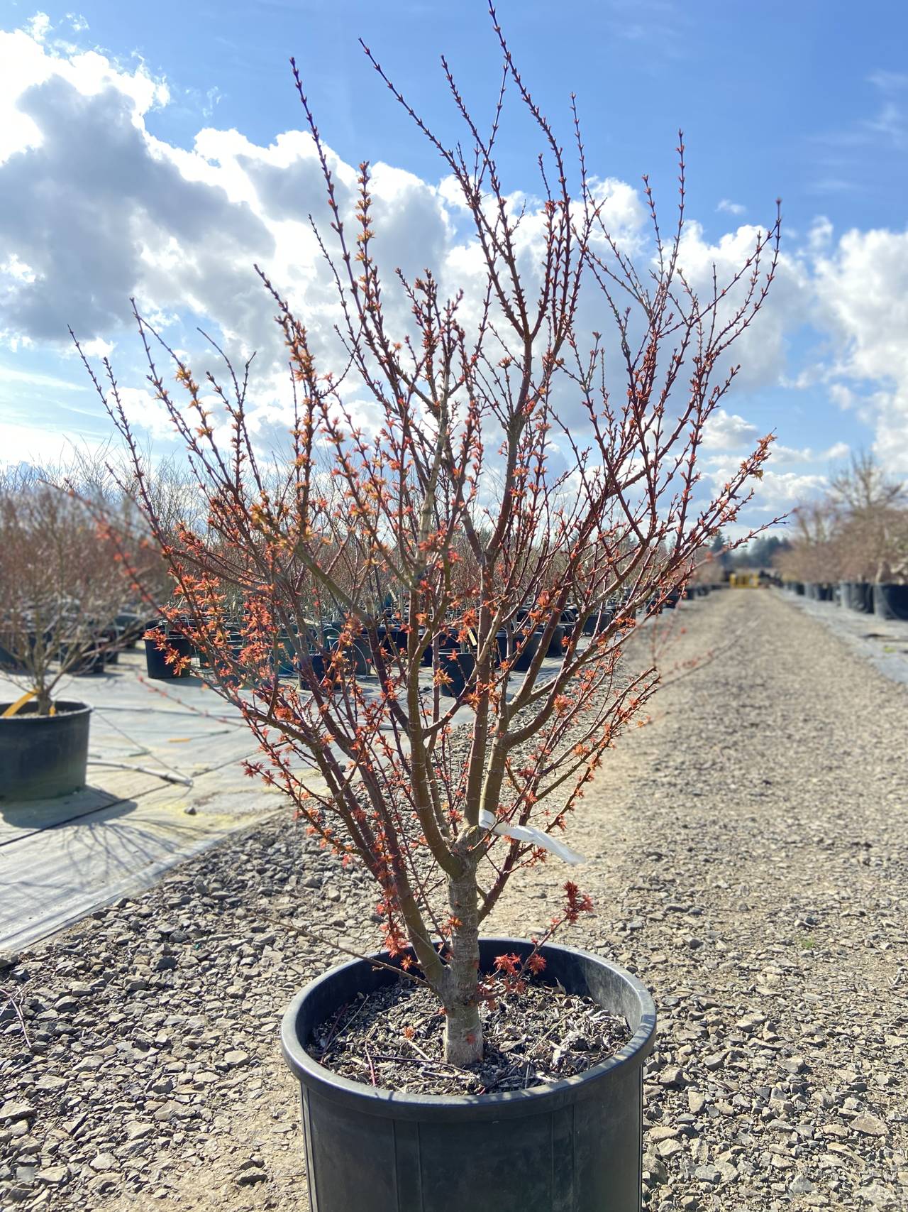 Acer palmatum Goshiki kotohime Japanese maple green upright structural