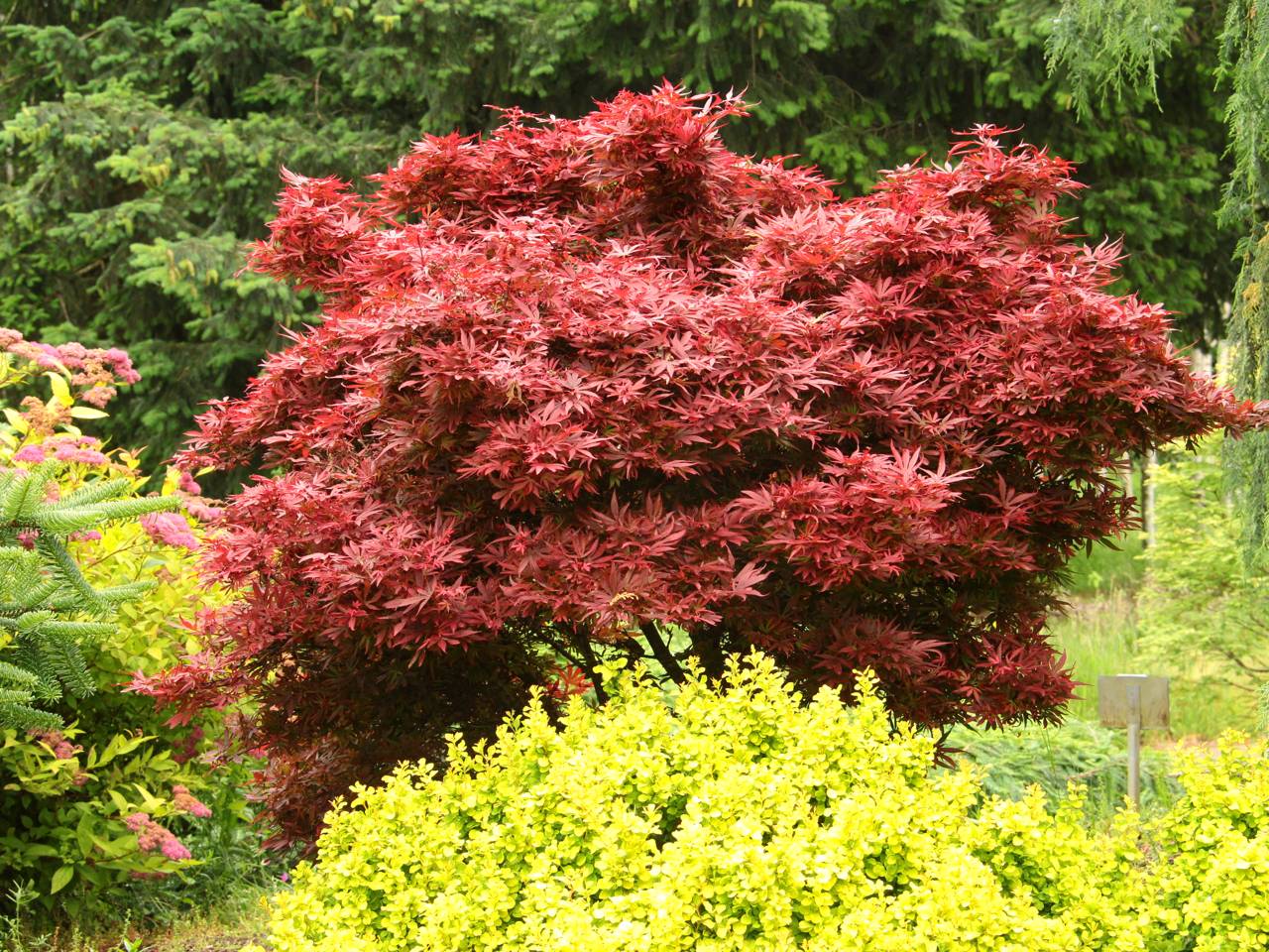 Acer palmatum Shaina Japanese maple red compact upright 