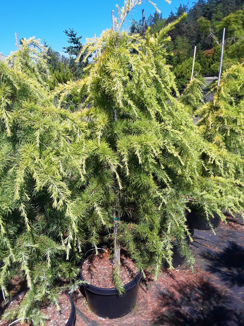 Cedrus deodara Feelin' Sunny conifer evergreen weeping yellow gold