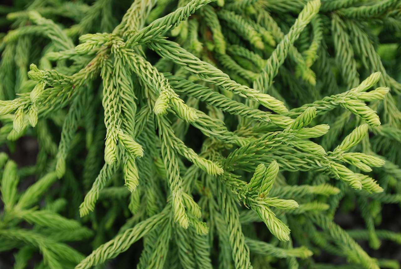 Cryptomeria japonica Spiralis conifer green upright needles