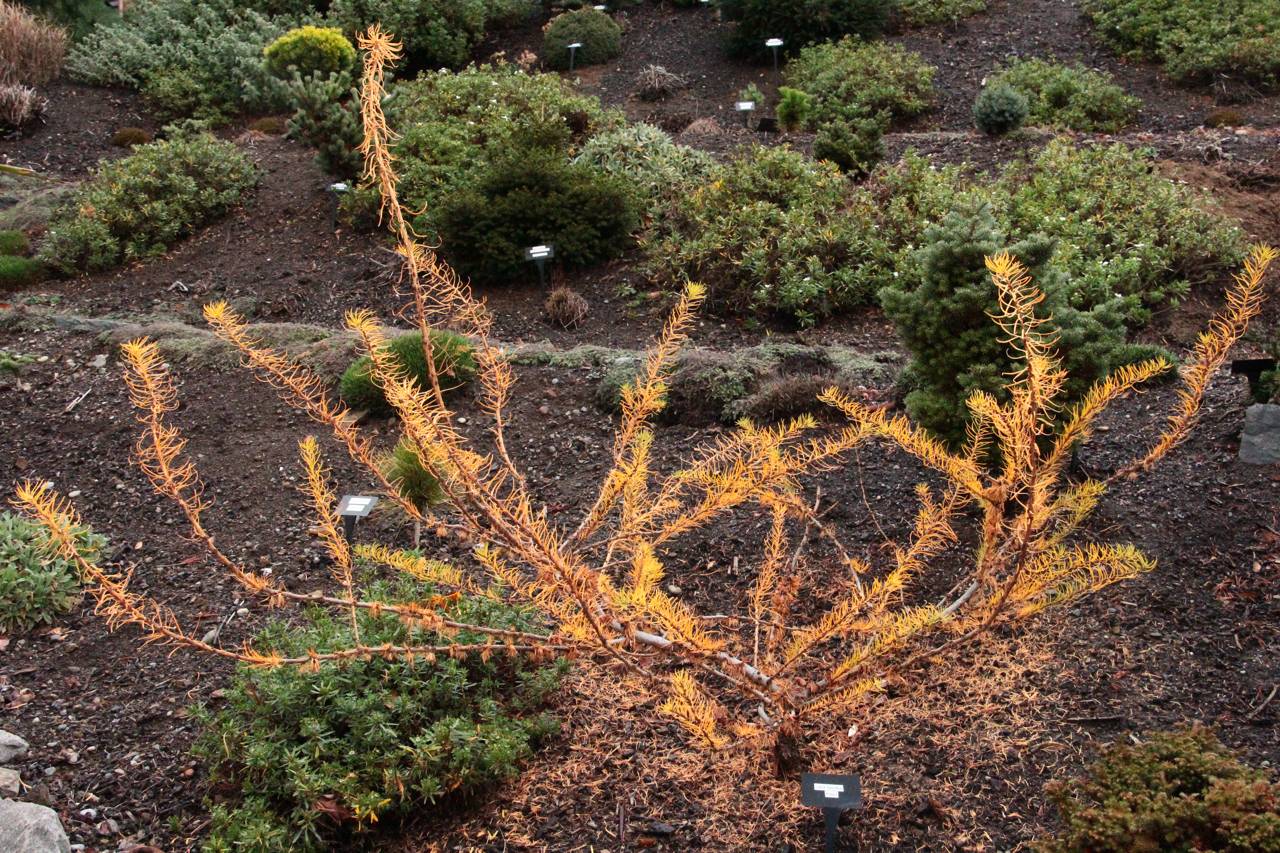 Larix decidua Krejci conifer deciduous unique forms feathery needles