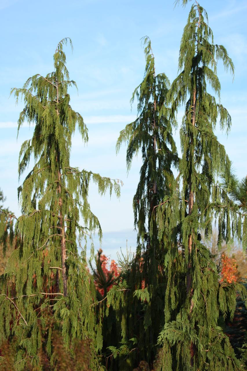 Cupressus nootkatensis Glauca Pendula conifer evergreen unique forms green blue