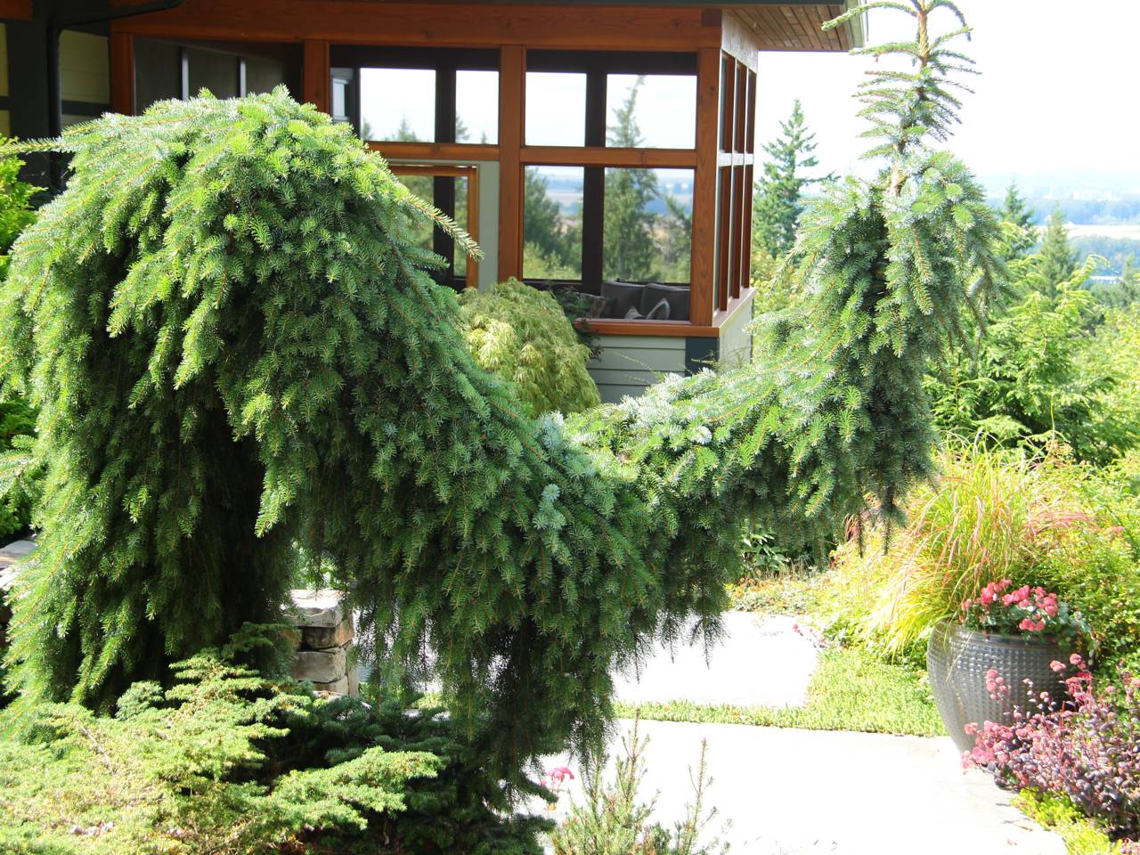 Picea omorika Pendula Bruns conifer evergreen unique forms green