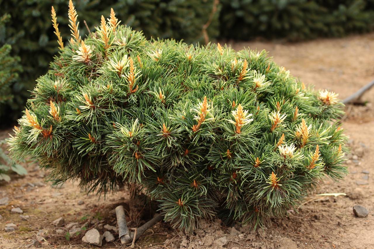 Pinus parviflora Tanima-no-yuki conifer white pink grey candles