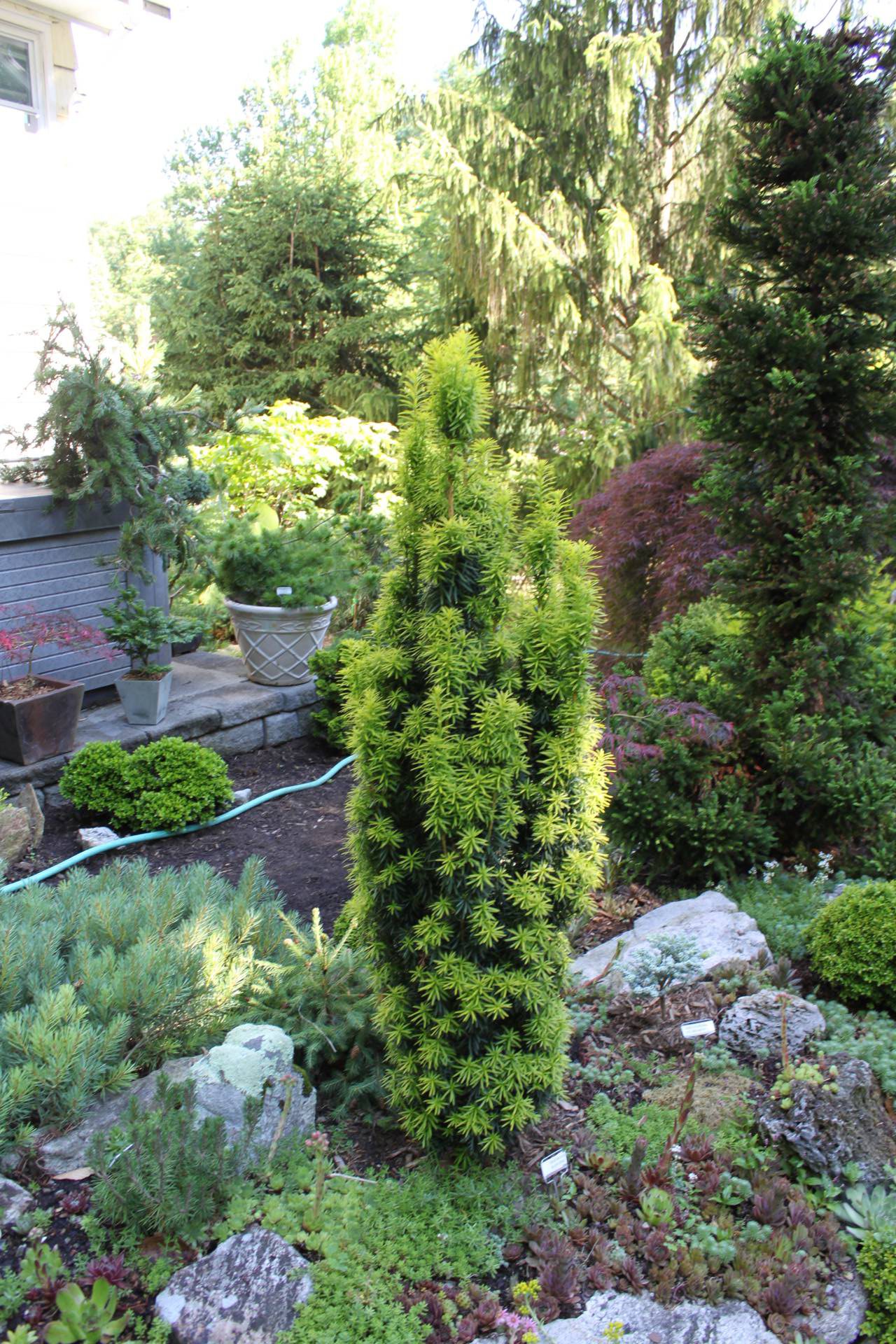 Taxus baccata Silver Spire conifer green gold silver variegated needles