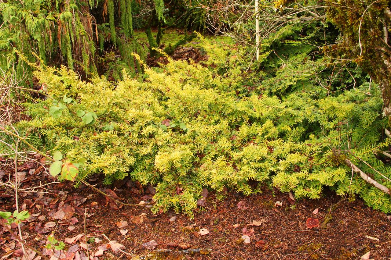 Taxus baccata Watnong Gold conifer green gold needles