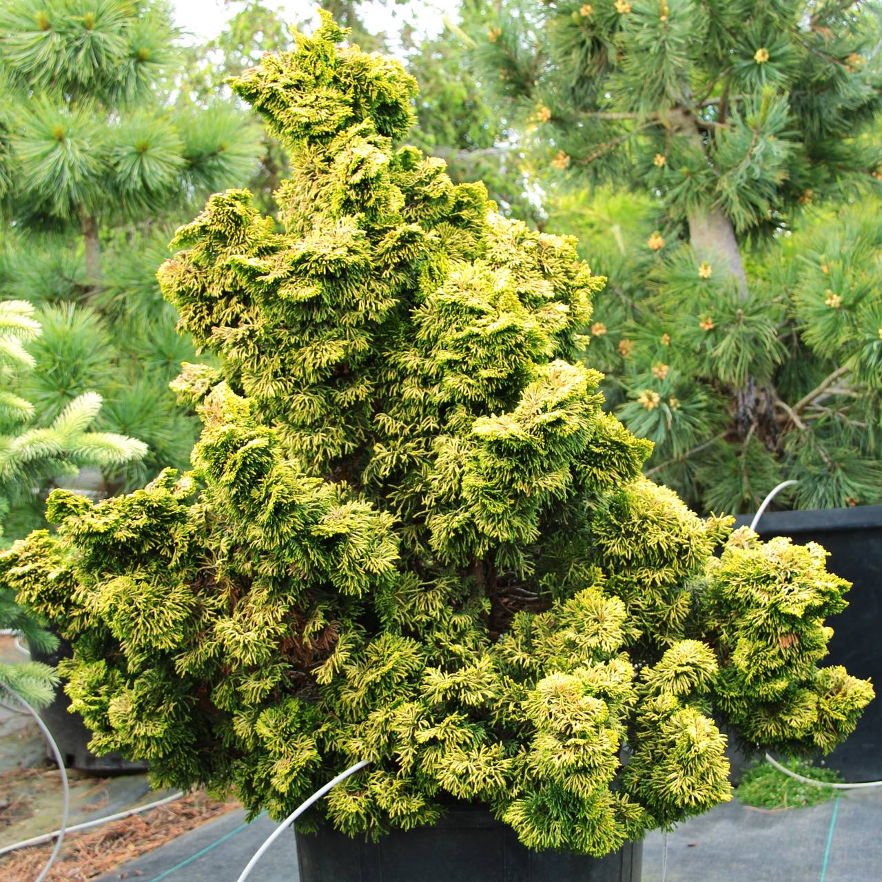 Chamaecyparis obtusa Nana Lutea conifers dwarf color yellow