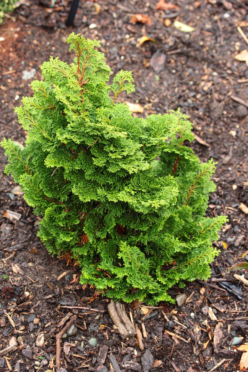 Chamaecyparis obtusa Hage compact mounding layered