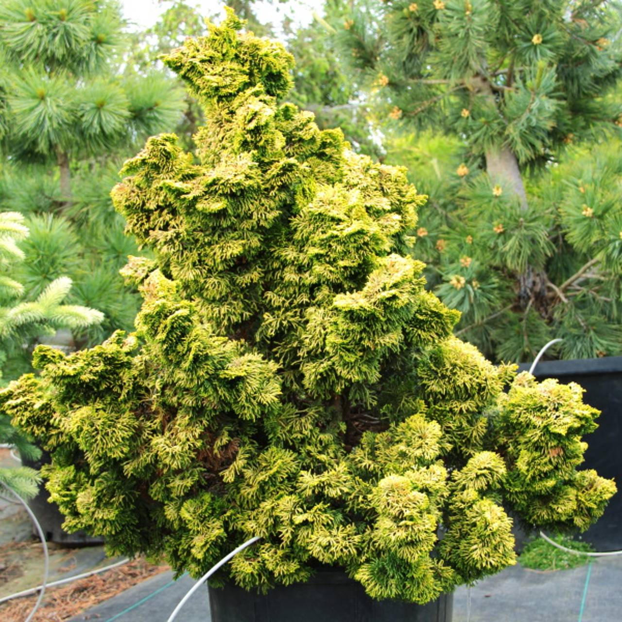 Chamaecyparis obtusa Nana Lutea yellow green 