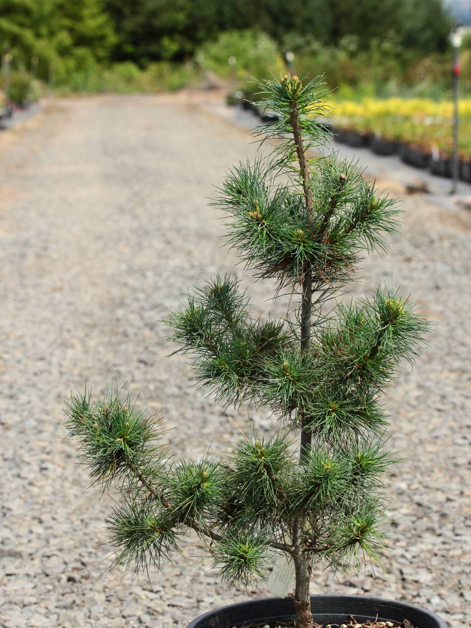 Pinus strobus Diggy conifer blue green needles structral 