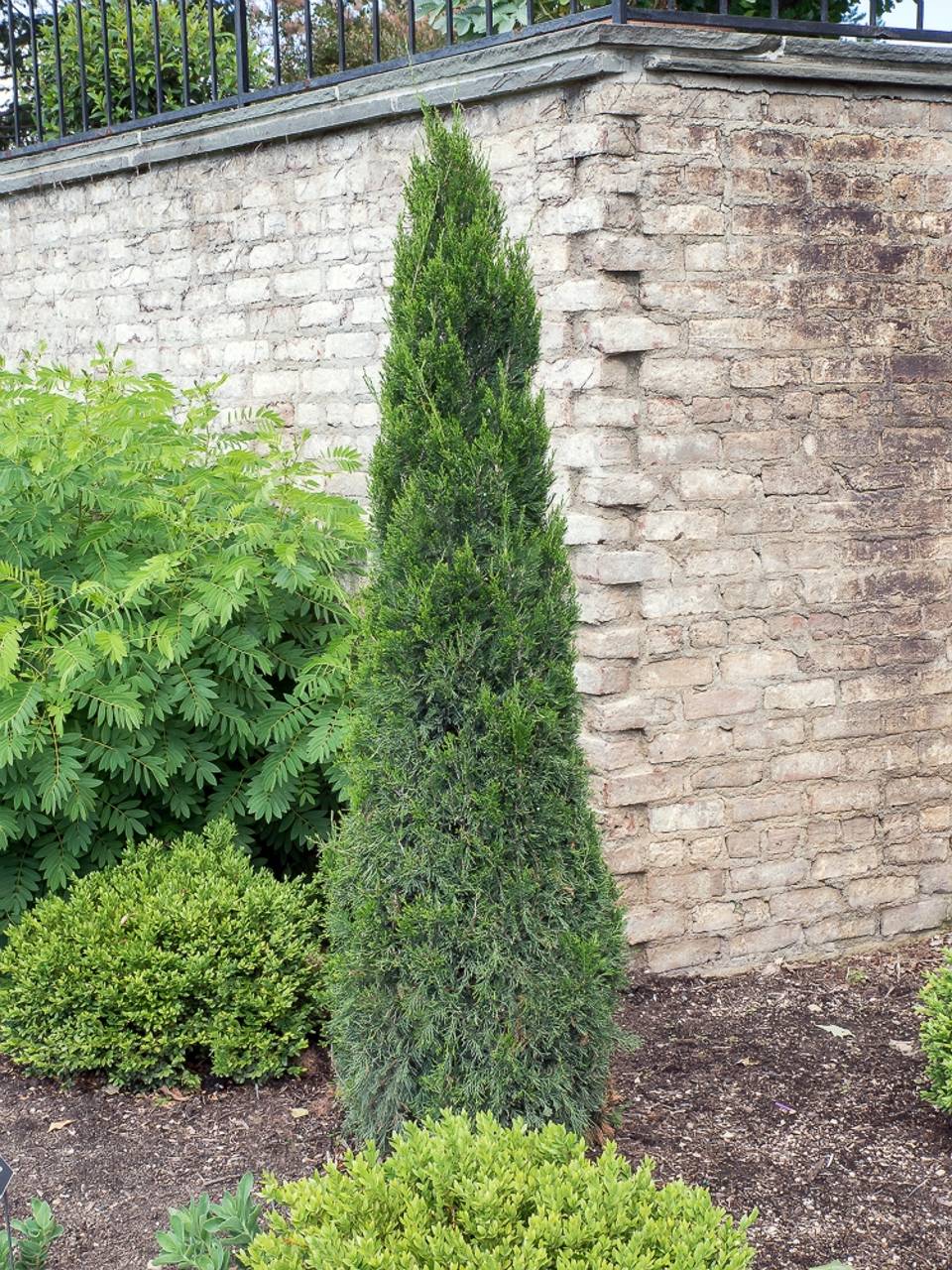 Juniperus Chinensis Spartan green needles structural 