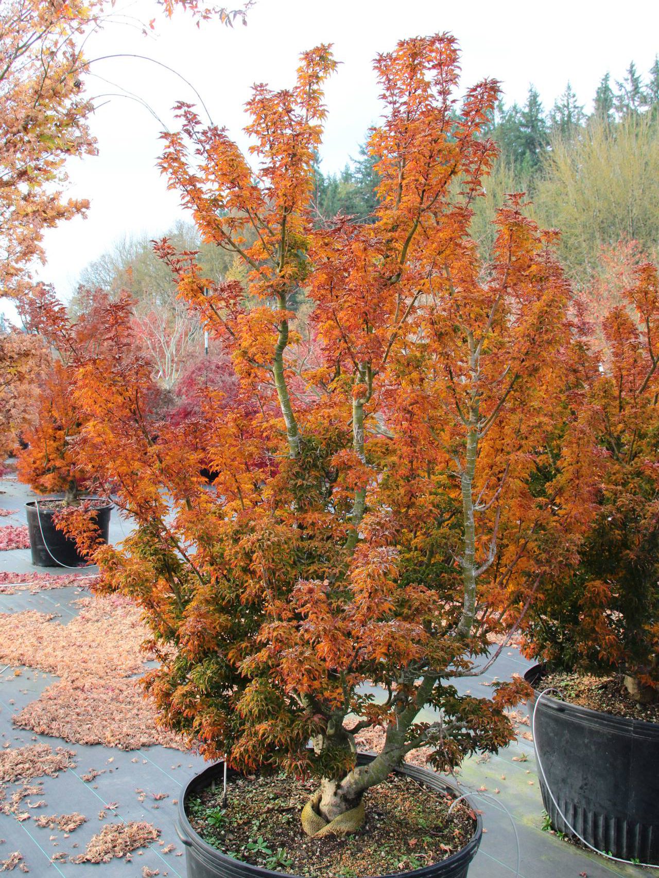 Acer palmatum Shishigashira Japanese maple crinkly leaves upright vase green red