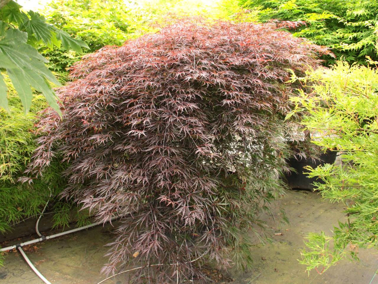 Acer palmatum Tamukeyama Japanese maple red purple layered lace leaves