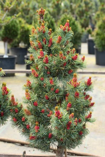 Pinus parviflora Bergman evergreen conifer green