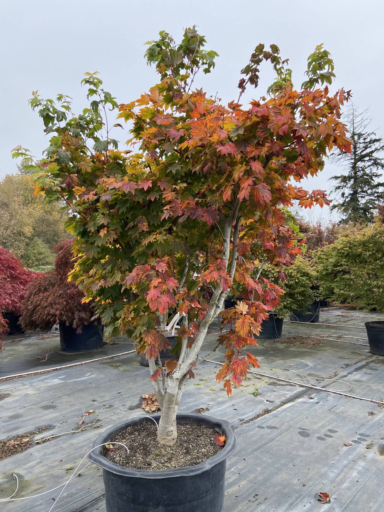 Acer japonicum Taki no gawa Japanese maple Full Moon leaves color green red orange purple 