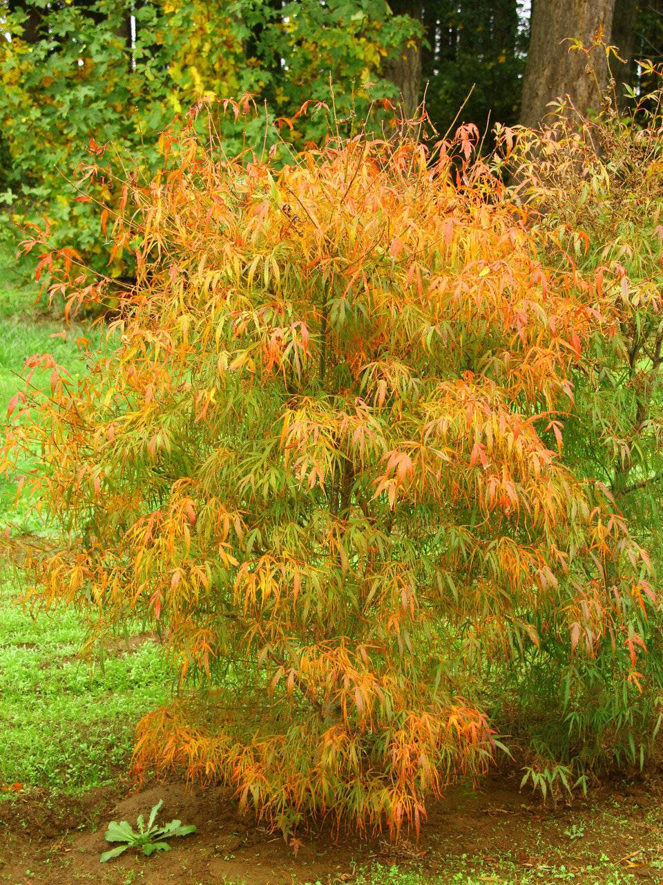 Acer palmatum Koto no ito Japanese maple Harp Strings green strap leaves structural