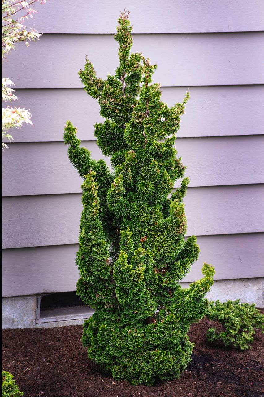 Chamaecyparis obtusa Spiralis conifer structural needles upright