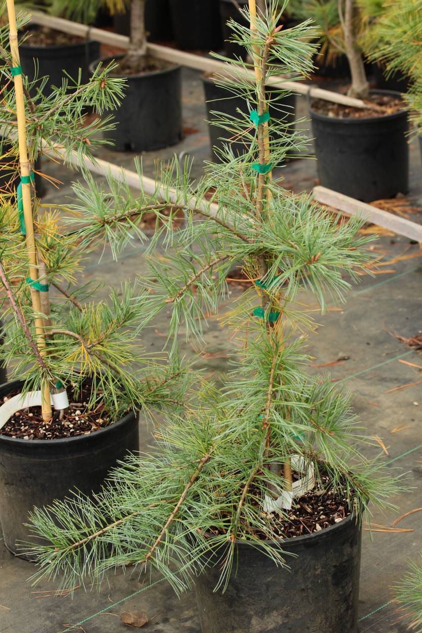 Pinus strobus Bob's Whiskers conifer blue needles shaggy tufts weeping 